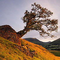 Buy canvas prints of Lone Tree Golden Hour by Phil Buckle