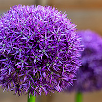 Buy canvas prints of Alliums by Phil Buckle