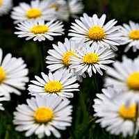 Buy canvas prints of Wild Daisies by Phil Buckle