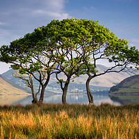 Buy canvas prints of Crummock Water Copse by Phil Buckle