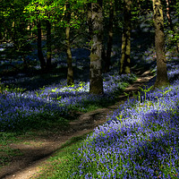 Buy canvas prints of Fishgarths Wood Bluebells by Phil Buckle