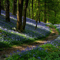 Buy canvas prints of Pathway through the Bluebells by Phil Buckle