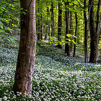 Buy canvas prints of Wild Garlic Wood by Phil Buckle