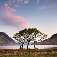Buy canvas prints of Crummock Water Trees Sunrise by Phil Buckle