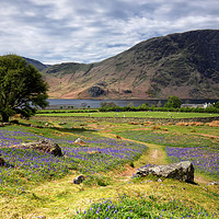 Buy canvas prints of Rannerdale Bluebells near Crummock Water by Phil Buckle