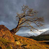 Buy canvas prints of Low Rigg Lone Tree Golden Hour by Phil Buckle