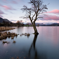 Buy canvas prints of Gale Bay Lone Tree by Phil Buckle