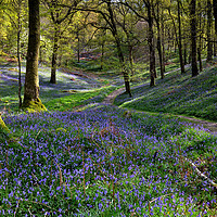 Buy canvas prints of Bluebells at Fishgarths Wood, Clappersgate by Phil Buckle