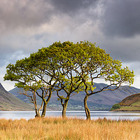 Buy canvas prints of Copse on Crummock Water by Phil Buckle