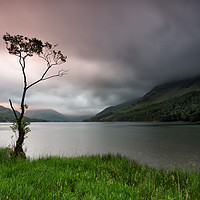 Buy canvas prints of Buttermere Lone Tree Dawn by Phil Buckle