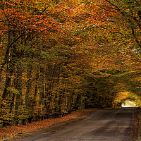 Buy canvas prints of Autumn Colours by Phil Buckle