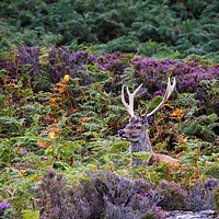 Buy canvas prints of Meallabhan Stag by Phil Buckle