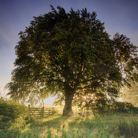 Buy canvas prints of Through the Branches by Phil Buckle