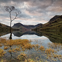 Buy canvas prints of Sunrise Lone Tree Buttermere by Phil Buckle