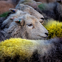 Buy canvas prints of Lake District Herdwick's by Phil Buckle