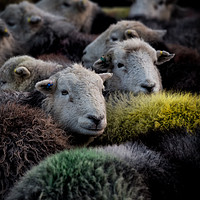 Buy canvas prints of Lake District Herdwick Sheep by Phil Buckle