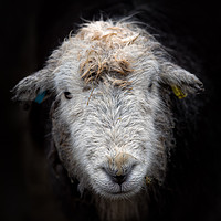 Buy canvas prints of Bedraggled Herdwick Sheep by Phil Buckle