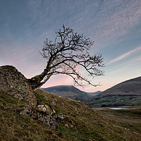 Buy canvas prints of Tewet Lone Tree Sunrise by Phil Buckle