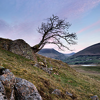 Buy canvas prints of Low Rigg Lone Tree by Phil Buckle