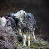 Buy canvas prints of Herdwick Sheep by Phil Buckle
