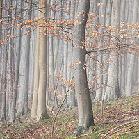 Buy canvas prints of Misty Beech Woodland by Phil Buckle