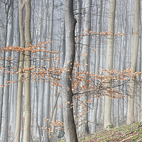 Buy canvas prints of Mysterious Beech Tree Woodland by Phil Buckle