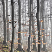 Buy canvas prints of Beech Tree Woodland and Mist by Phil Buckle