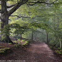 Buy canvas prints of Misty Gelt Woods by Phil Buckle