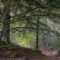 Buy canvas prints of Mighty Gelt Woods Beech by Phil Buckle