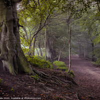 Buy canvas prints of Gelt Woods by Phil Buckle