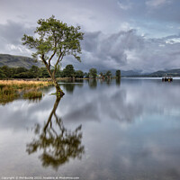 Buy canvas prints of Ullswater Lone Tree by Phil Buckle