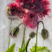 Buy canvas prints of Frozen Poppies by Phil Buckle