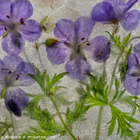 Buy canvas prints of Geranium flowers in ice by Phil Buckle
