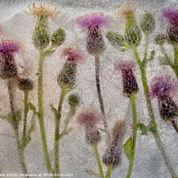 Buy canvas prints of Field of Thistles by Phil Buckle