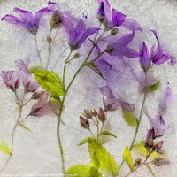 Buy canvas prints of Campanula flowers encased in ice by Phil Buckle