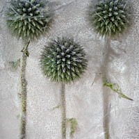 Buy canvas prints of Globe Thistles by Phil Buckle