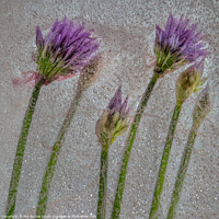 Buy canvas prints of Chive Flowers by Phil Buckle