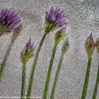 Buy canvas prints of Chive Flowers by Phil Buckle