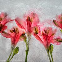 Buy canvas prints of Alamestria Flowers by Phil Buckle