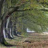 Buy canvas prints of Beech Trees by Phil Buckle