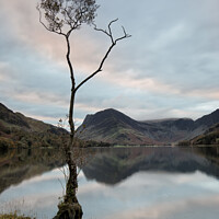 Buy canvas prints of Buttermere Lone Tree Sunrise by Phil Buckle