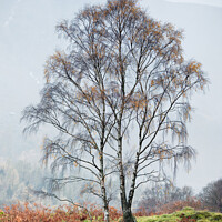 Buy canvas prints of Borrowdale Silver Birch trees by Phil Buckle