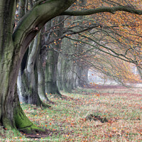 Buy canvas prints of Autumn Beech Trees by Phil Buckle
