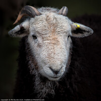 Buy canvas prints of Young Herdwick ram by Phil Buckle