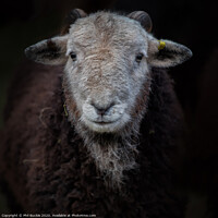 Buy canvas prints of Young Herdwick ram by Phil Buckle