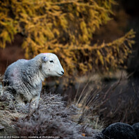 Buy canvas prints of Ullswater Herdwick Sheep by Phil Buckle