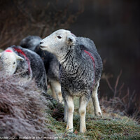 Buy canvas prints of Ullswater Herdwick Sheep by Phil Buckle