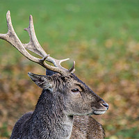Buy canvas prints of Majestic Deer by Mark Ingleby