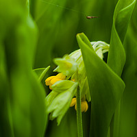 Buy canvas prints of Cowslip hiding in Lily of the valley leaves by Aigar Lusti