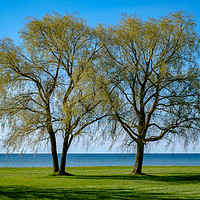 Buy canvas prints of Two willows by the sea by Aigar Lusti